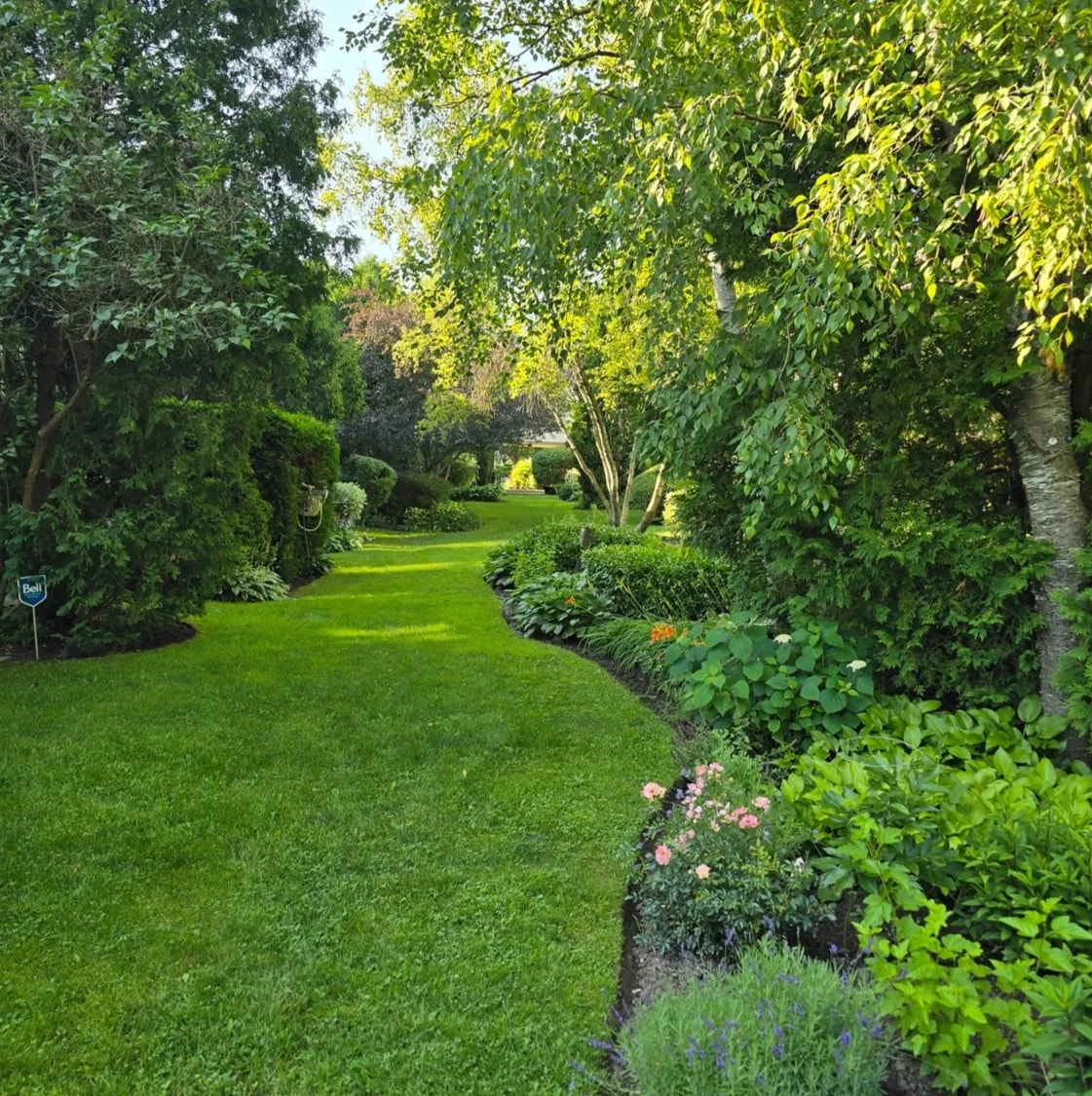 A serene residential garden path curving between mature trees